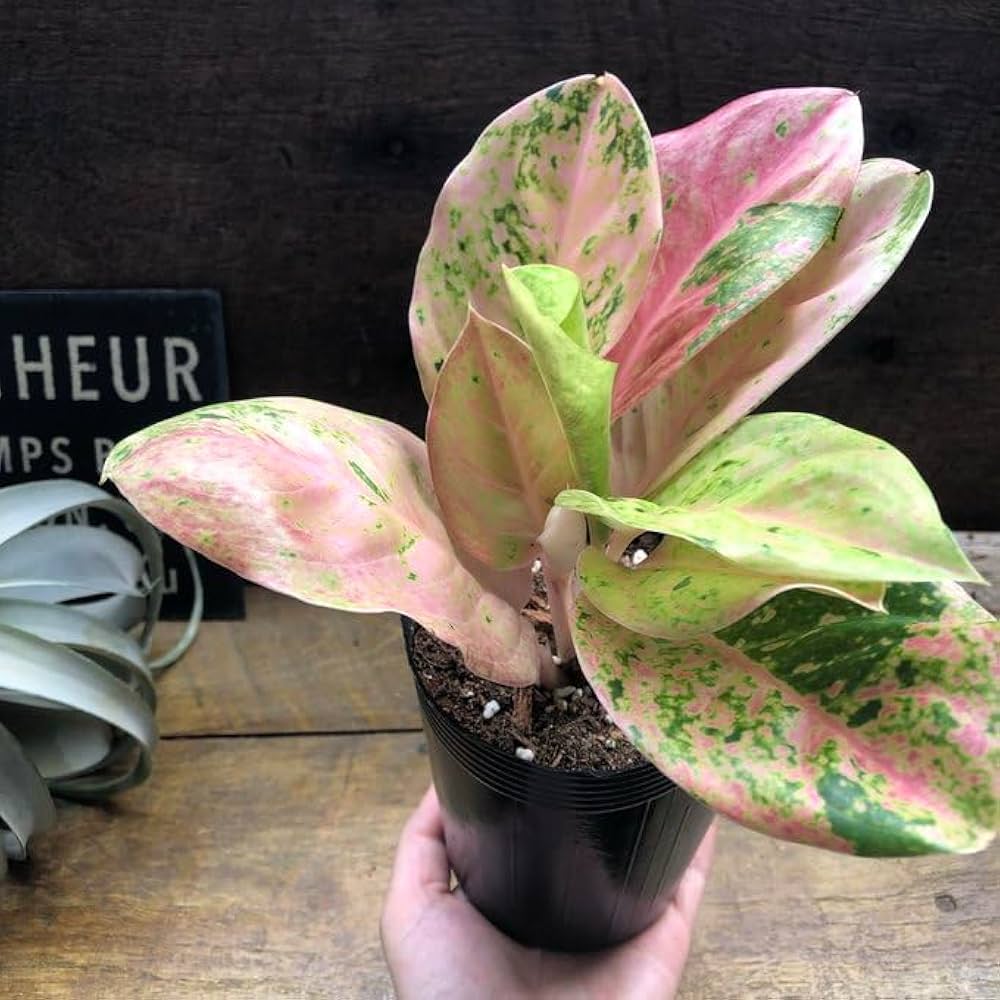激レア　アグラオネマ　Aglaonema ゾリナ Zorina 激レア アグラオネマ Aglaonema ゾリナ Zorina